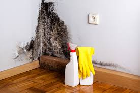 Why You Should Choose Our Mold Remediation Services in Long Creek, IL